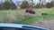 Bison in the North Unit Campground in Theodore Roosevelt National Park in North Dakota USA