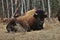 Bison off road in British Columbia, Canada