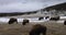 Bison at Old Faithful, Yellowstone National Park