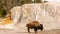 Bison Beside Orange Spring Mound