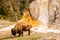 Bison Beside Orange Spring Mound