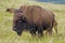 Bison Paddock, Waterton Lakes National Park, Alberta, Canada