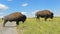 Bison Paddock, Waterton Lakes National Park, Alberta, Canada