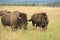 Bison Pair