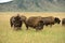 Bison Pair