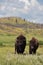 Bison Pair Standing in a Field on a Summer Day