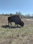 Bison at a Park