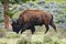 Bison with a Passenger (WY 00729