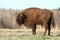 Bison on pasture