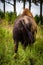 Bison on the plain Gretna Nebraska. Large animal 