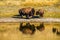 Bison by the pond, Waterton Lakes National Park, Alberta, Canada