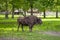 Bison poses for a photograph, Bialowieza National Park