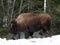 Bison in Quebec. Canada, north America.