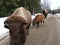 Bison in Quebec. Canada, north America.