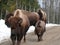 Bison in Quebec. Canada, north America.