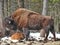 Bison in Quebec. Canada, north America.