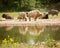 Bison reflected in water