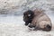 Bison Relaxing by Hot Pool