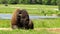 A bison relaxing in the prairie