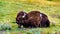 Bison resting in the grasslands along the the Madison River in Yellowstone National Park