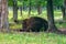 bison resting in the reserve