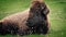 Bison Resting In Wild Meadow