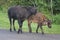 Bison on the Road