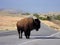 Bison on the road at the Wichita Mountains National  wildlife refuge Oklahoma