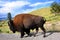 Bison on Roadside in Yellowstone