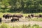 Bison roaming on the open range