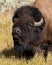 Bison roaring at tourists in on a turnout along Grand Loop Road