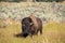 Bison roaring at tourists in on a turnout along Grand Loop Road