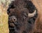 Bison roaring at tourists in on a turnout along Grand Loop Road