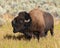 Bison roaring at tourists in on a turnout along Grand Loop Road