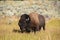 Bison roaring at tourists in on a turnout along Grand Loop Road