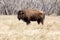 Bison at Rocky Mountain Arsenal near Denver