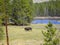 a bison at the rocky mountains