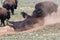 Bison rolling in dirt at Grand Canyon