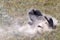 Bison rolls around in a pile of dirt, kicking up dust in Yellowstone National park