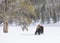 Bison running past a tree in a snow covered field of Yellowstone National Park