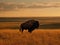 Bison\\\'s Stance: Majestic Solitude on the American Prairie