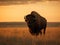 Bison\\\'s Stance: Majestic Solitude on the American Prairie