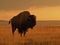 Bison\\\'s Stance: Majestic Solitude on the American Prairie