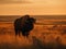 Bison\\\'s Stance: Majestic Solitude on the American Prairie