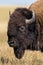 Bison on Sage Creek Rim Road in Badlands National Park