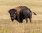 Bison on Sage Creek Rim Road in Badlands National Park