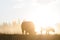 Bison Silhouttes at Dawn