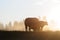 Bison Silhouttes at Dawn