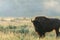 Bison Silhouttes at Dawn