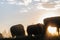 Bison Silhouttes at Dawn